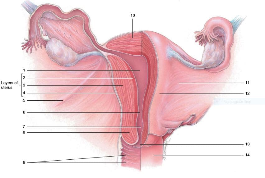 10
1
Layers of
uterus
11
4
12
Rectangular Snip
6.
8
13
14
9.
