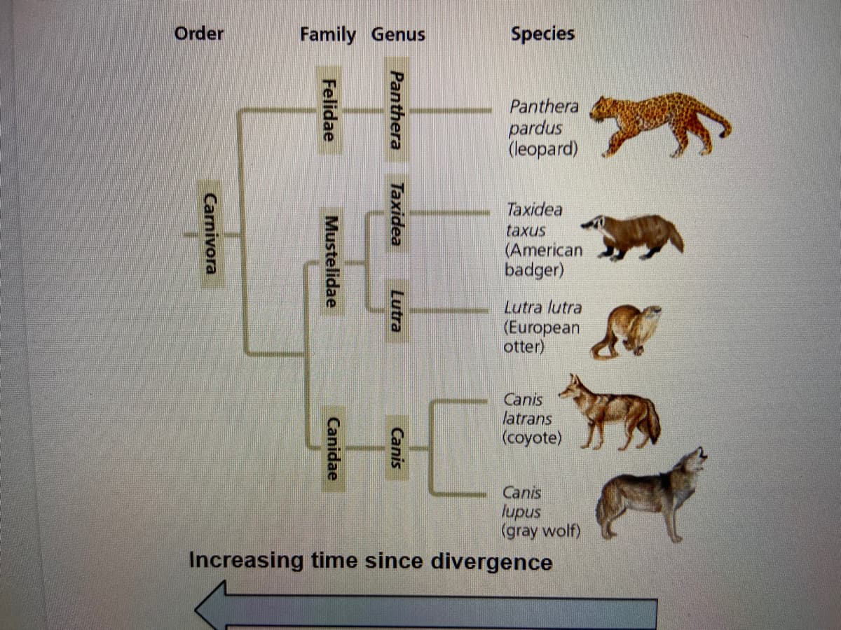 Order
Family Genus
Species
Panthera
pardus
(leopard)
Taxidea
taxus
(American
badger)
Lutra lutra
(European
otter)
Canis
latrans
(coyote)
Canis
lupus
(gray wolf)
Increasing time since divergence
Panthera
Taxidea
Lutra
Canis
Felidae
Mustelidae
Canidae
Carnivora
