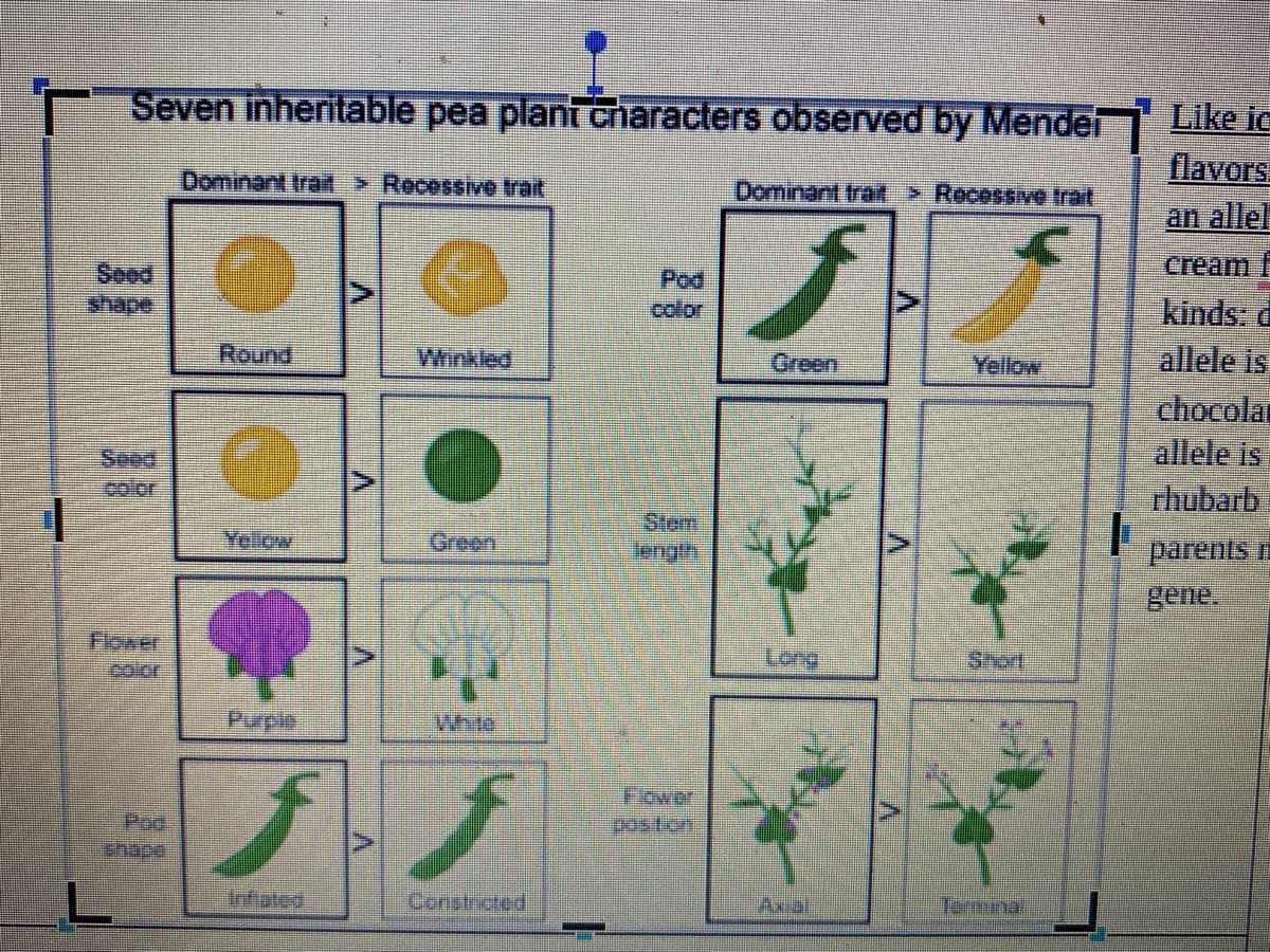 Seven inheritable pea plant characters observed by Mender
Like ic
flavors.
Dominant trat > Recessive trait
Dominant trat > Recessive trait
an allel
сream F
Seed
shape
Pod
color
kinds: d
allele is
Round
Wrinkled
Green
Yellow
chocolar
allele is
rhubarb
Seed
color
Stem
Yelow
Green
parents i
gene.
Flower
color
Long
Short
Purple
Fower
position
Pad
Inflated
Constricted
Axial
Terminal
