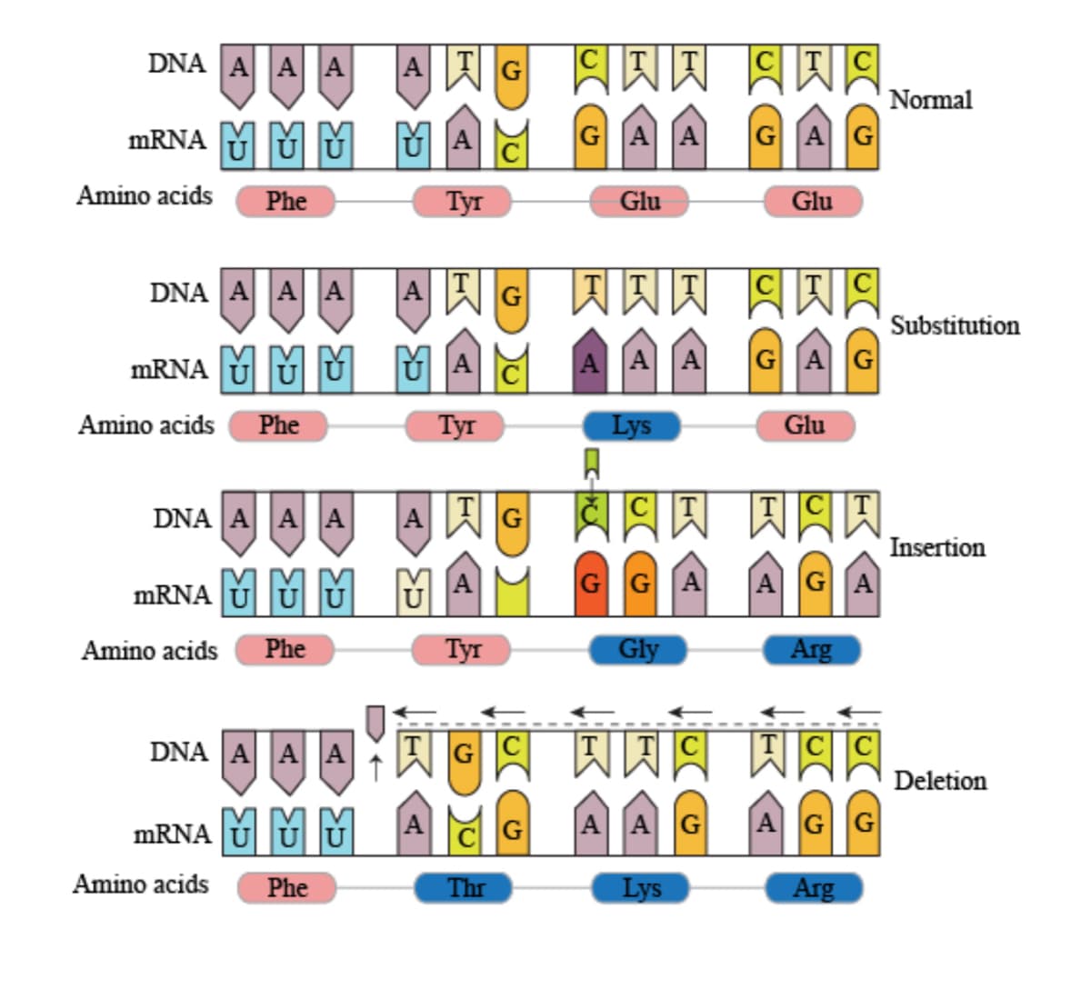 HAW AWA
DNA A A A
Normal
MRNA MMM MA
GAA
G AG
Amino acids
Phe
Tyr
Glu
Glu
因冈冈 网因网
DNA A A A
Substitution
MRNA MM MA
AAA
GAG
Amino acids
Phe
Туг
Lys
Glu
DNA A A A
Insertion
MRNA UUM M
GGA
AGA
Amino acids
Phe
Tyr
Gly
Arg
DNA A A A
Deletion
MRNA |Ů
A AG
AGG
Amino acids
Phe
Thr
Lys
Arg
