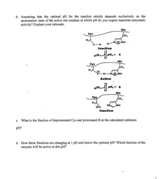 b. Assuming that the optimal pH for the reaction strictly depends exclusively on the
protonation state of the active site residues at which pH do you expect maximal enzymatic
activity? Explain your rationale.
His
CH,
H-N NH
Inactive
PK.
His
Cys
H-NNH
Active
His
CH,
EN NH
Inactive
c. What is the fraction of deprotonated Cys and protonated B at the calculated optimum
pH?
d. How these fractions are changing at 1 pH unit below the optimal pH? Which fraction of the
enzyme will be active at this pH?
