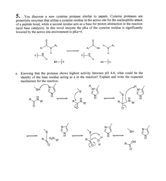 5. You discover a new cysteine protease similar to papain. Cysteine proteases are
proteolytic enzymes that utilize a cysteine residue in the active site for the nucleophilic attack
of a peptide bond, while a second residue acts as a base for proton abstraction in the reaction
(acid base catalysis). In this novel enzyme the pKa of the cysteine residue is significantly
lowered by the active site environment to pKa=4.
a. Knowing that the protease shows highest activity between pH 4-6, what could be the
identity of the base residue acting as a in the reaction? Explain and write the expected
mechanism for the reaction.
SH
он
