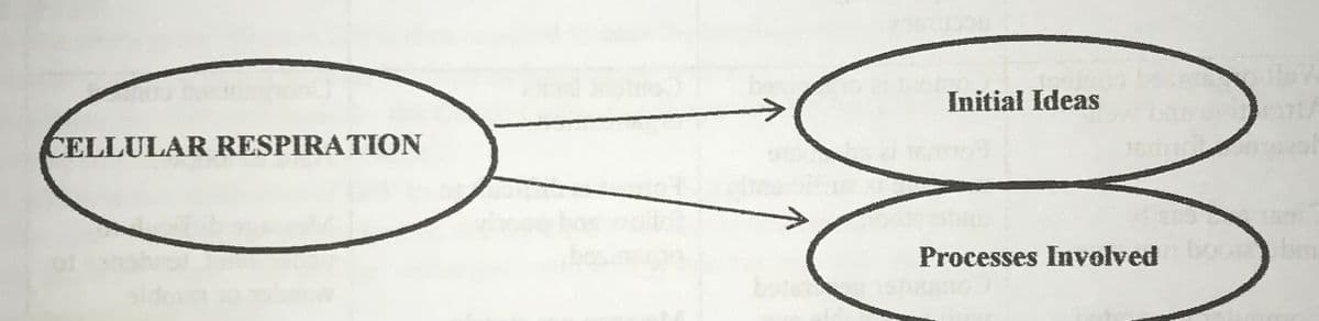 Initial Ideas
CELLULAR RESPIRATION
Processes Involved
