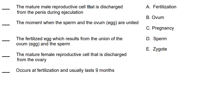 A. Fertilization
The mature male reproductive cell that is discharged
from the penis during ejaculation
B. Ovum
The moment when the sperm and the ovum (egg) are united
C. Pregnancy
The fertilized egg which results from the union of the
ovum (egg) and the sperm
D. Sperm
-
E. Zygote
The mature female reproductive cell that is discharged
from the ovary
-
Occurs at fertilization and usually lasts 9 months
-
