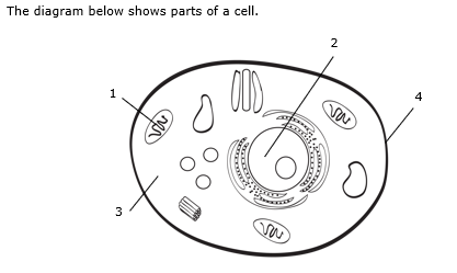 The diagram below shows parts of a cell.
1
4
3
2.
