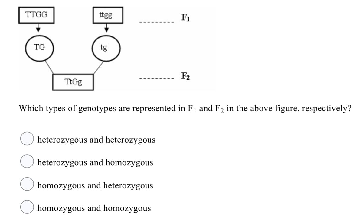 TTGG
ttgg
F1
TG
tg
F2
TtGg
Which types of genotypes are represented in F1 and F2 in the above figure, respectively?
heterozygous and heterozygous
heterozygous and homozygous
homozygous and heterozygous
homozygous and homozygous
