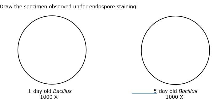 Draw the specimen observed under endospore staining
1-day old Bacillus
1000 X
5-day old Bacillus
1000 X
