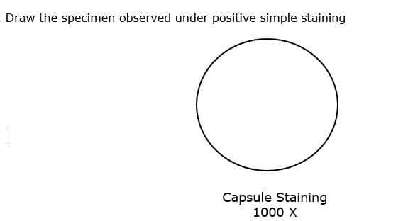 Draw the specimen observed under positive simple staining
Capsule Staining
1000 X
