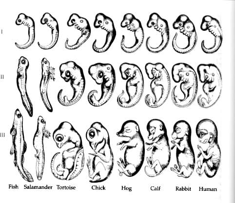 99993993
II
Fish Salamander Tortoise
Chick
Hog
Calf
Rabbit
Human
