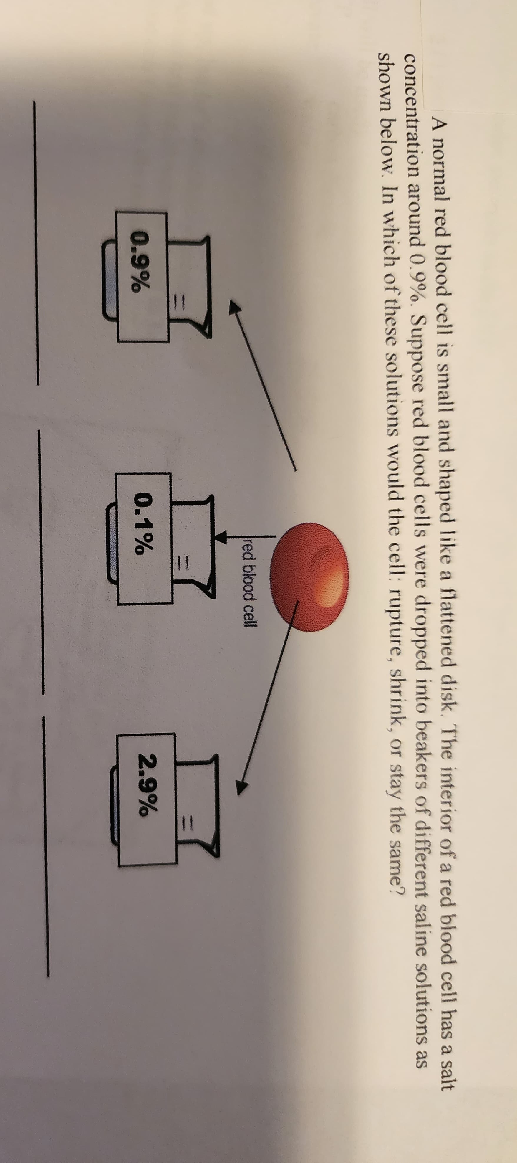 A normal red blood cell is small and shaped like a flattened disk. The interior of a red blood cell has a salt
concentration around 0.9%. Suppose red blood cells were dropped into beakers of different saline solutions as
shown below. In which of these solutions would the cell: rupture, shrink, or stay the same?
0.9%
red blood cell
0.1%
2.9%