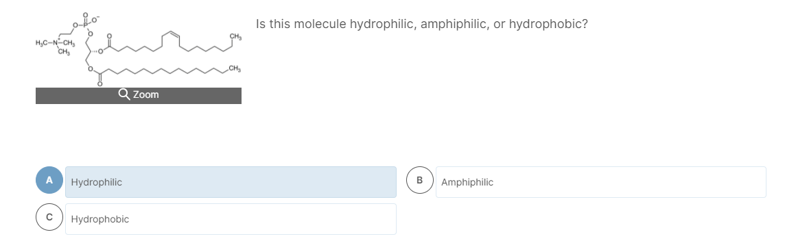 Is this molecule hydrophilic, amphiphilic, or hydrophobic?
H,C-N-CH,
CH,
Q Zoom
A
Hydrophilic
B
Amphiphilic
Hydrophobic
