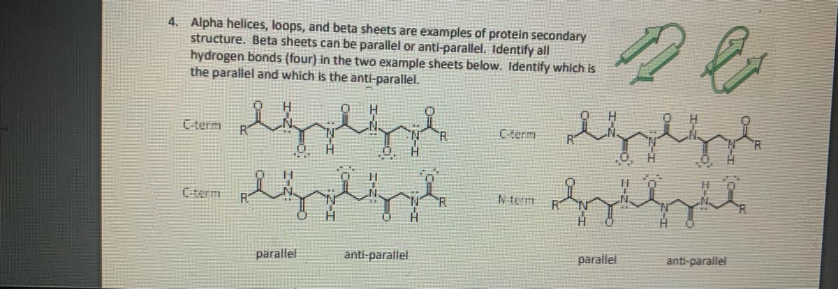 4. Alpha helices, loops, and beta sheets are examples of protein secondary
structure. Beta sheets can be parallel or anti-parallel. Identify all
hydrogen bonds (four) in the two example sheets below. Identify which is
the parallel and which is the anti-parallel.
C-term
Cterm
H.
C-term
N term
H.
parallel
anti-parallel
parallel
anti-parallel
