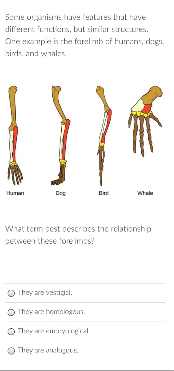 Some organisms have features that have
different functions, but similar structures.
One example is the forelimb of humans, dogs,
birds, and whales.
Human
Dog
Bird
Whale
What term best describes the relationship
between these forelimbs?
They are vestigial.
O They are homologous.
They are embryological.
They are analogous.
