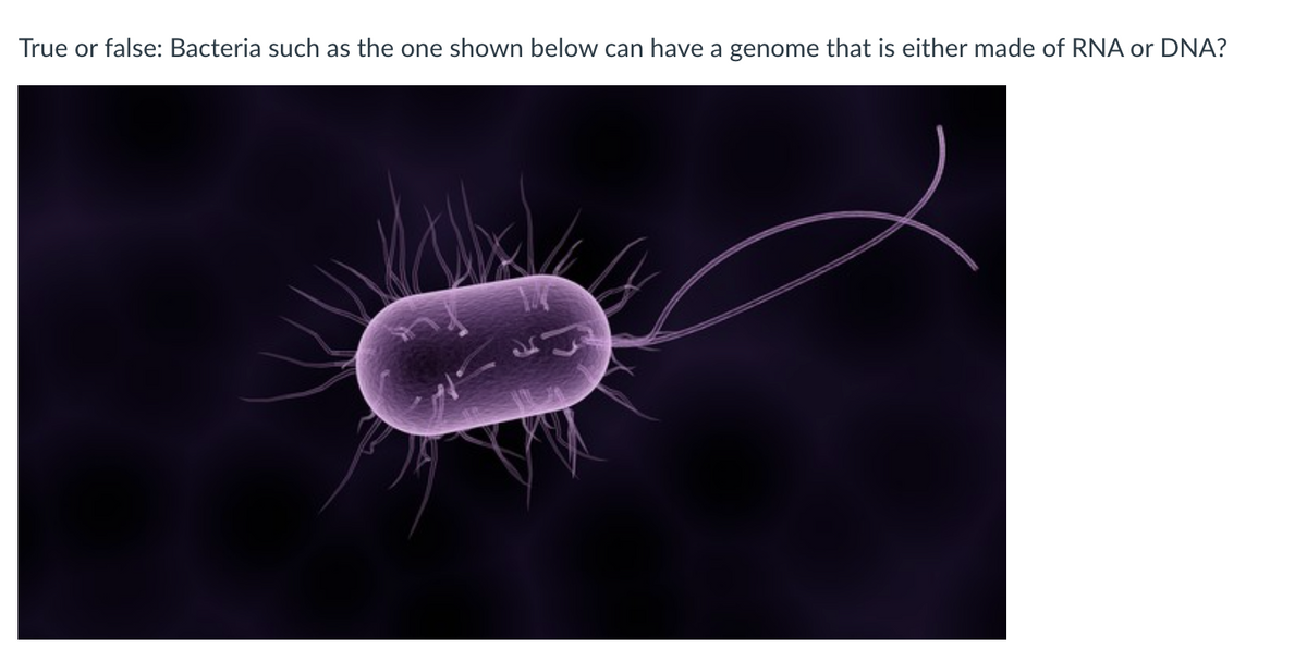 True or false: Bacteria such as the one shown below can have a genome that is either made of RNA or DNA?
