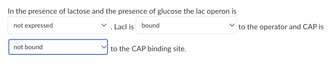 In the presence of lactose and the presence of glucose the lac operon is
not expressed
Lacl is
bound
to the operator and CAP is
not bound
to the CAP binding site.
