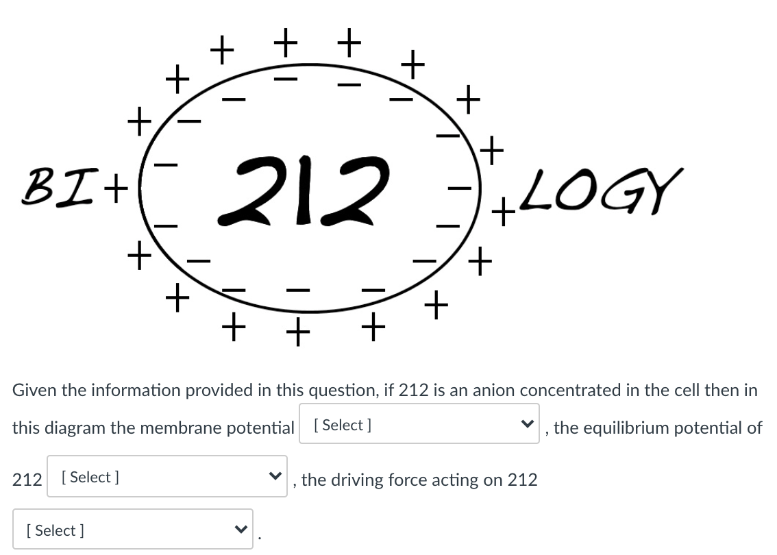 + + +
+,
BIt
212 LOGY
+ +
Given the information provided in this question, if 212 is an anion concentrated in the cell then in
this diagram the membrane potential [ Select]
the equilibrium potential of
212 [ Select]
the driving force acting on 212
[ Select ]
