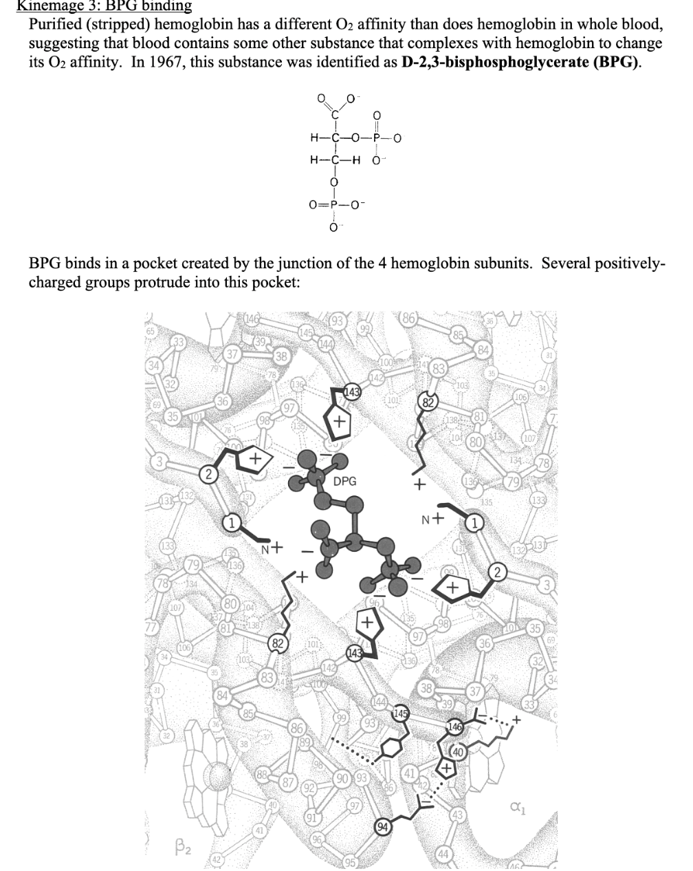 Kinemage 3: BPG binding
Purified (stripped) hemoglobin has a different O2 affinity than does hemoglobin in whole blood,
suggesting that blood contains some other substance that complexes with hemoglobin to change
its O2 affinity. In 1967, this substance was identified as D-2,3-bisphosphoglycerate (BPG).
H-C-0-P-0
H-C-H Ó
0=P-0-
BPG binds in a pocket created by the junction of the 4 hemoglobin subunits. Several positively-
charged groups protrude into this pocket:
83
P103
143
82.
78
DPG
N+
n+
643
B2
