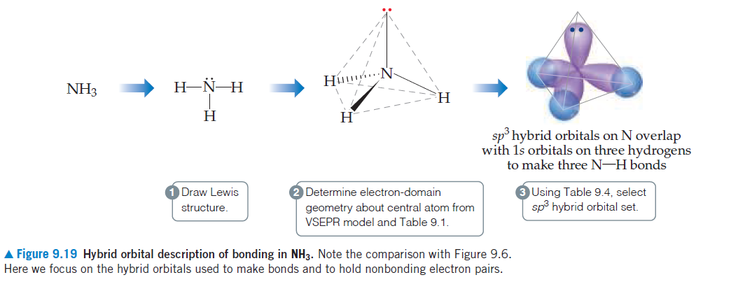 NH3
H–Ñ-H
H.
H
H
sp hybrid orbitals on N overlap
with 1s orbitals on three hydrogens
to make three N-H bonds
Draw Lewis
Determine electron-domain
Using Table 9.4, select
sp hybrid orbital set.
structure,
geometry about central atom from
VSEPR model and Table 9.1.
A Figure 9.19 Hybrid orbital description of bonding in NH3. Note the comparison with Figure 9.6.
Here we focus on the hybrid orbitals used to make bonds and to hold nonbonding electron pairs.
