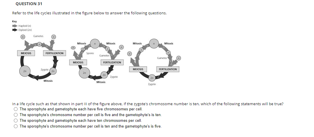 QUESTION 31
Refer to the life cycles illustrated in the figure below to answer the following questions.
Key
Haploid (n)
Diploid (2n)
MEIOSIS
2n
Gametes
FERTILIZATION
Zygote 2n
Mitosis
Ⓒ
Mitosis
MEIOSIS
2n
Spores
Gametes
Mitosis
FERTILIZATION
2n
Mitosis
Zygote
Mitosis
MEIOSIS
0
2n
Zygote
Mitosis
Gametes
FERTILIZATION
In a life cycle such as that shown in part III of the figure above, if the zygote's chromosome number is ten, which of the following statements will be true?
O The sporophyte and gametophyte each have five chromosomes per cell.
O The sporophyte's chromosome number per cell is five and the gametophyte's is ten.
O The sporophyte and gametophyte each have ten chromosomes per cell.
O The sporophyte's chromosome number per cell is ten and the gametophyte's is five.