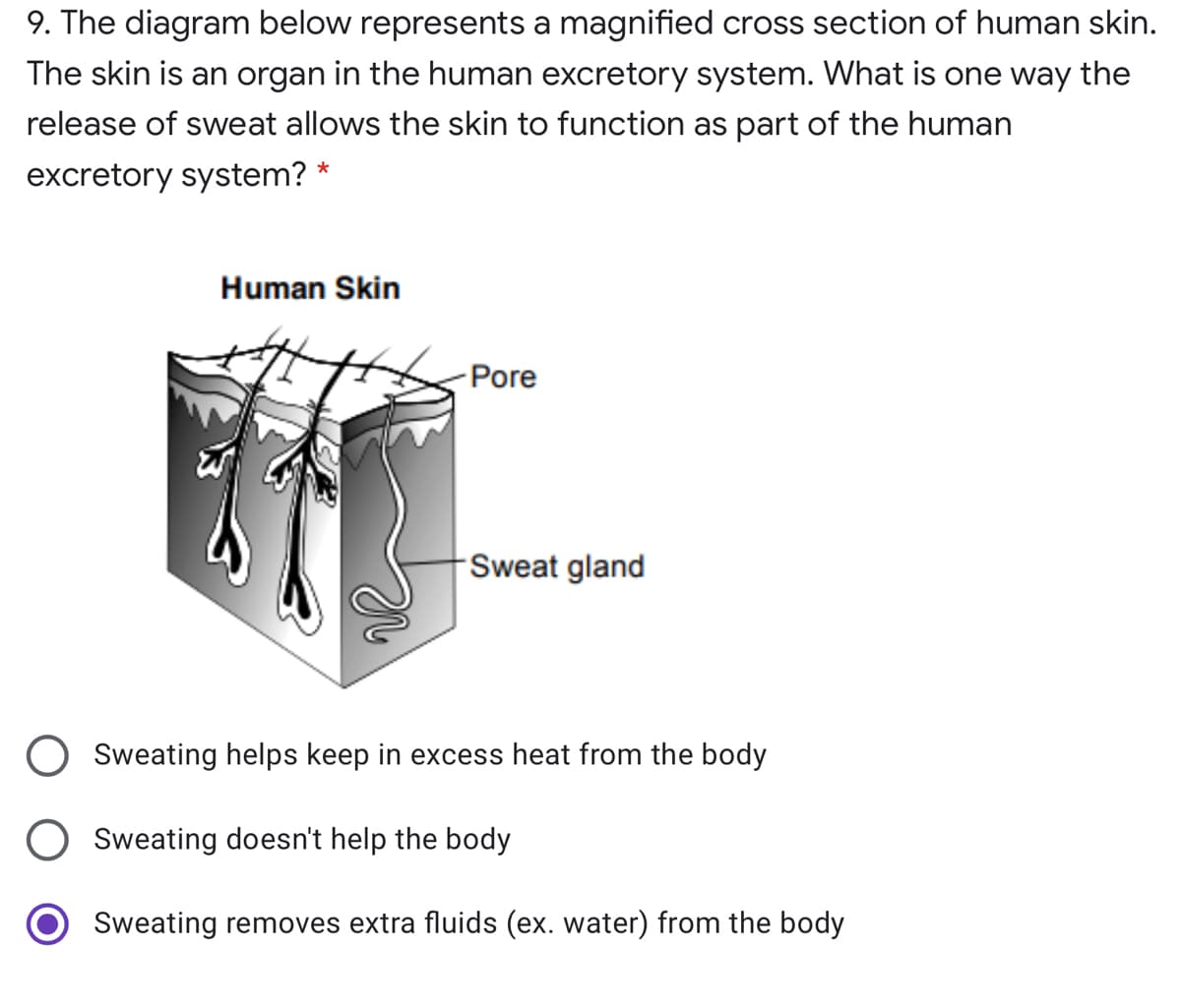 9. The diagram below represents a magnified cross section of human skin.
The skin is an organ in the human excretory system. What is one way the
release of sweat allows the skin to function as part of the human
excretory system? *
Human Skin
Pore
Sweat gland
Sweating helps keep in excess heat from the body
O Sweating doesn't help the body
Sweating removes extra fluids (ex. water) from the body
