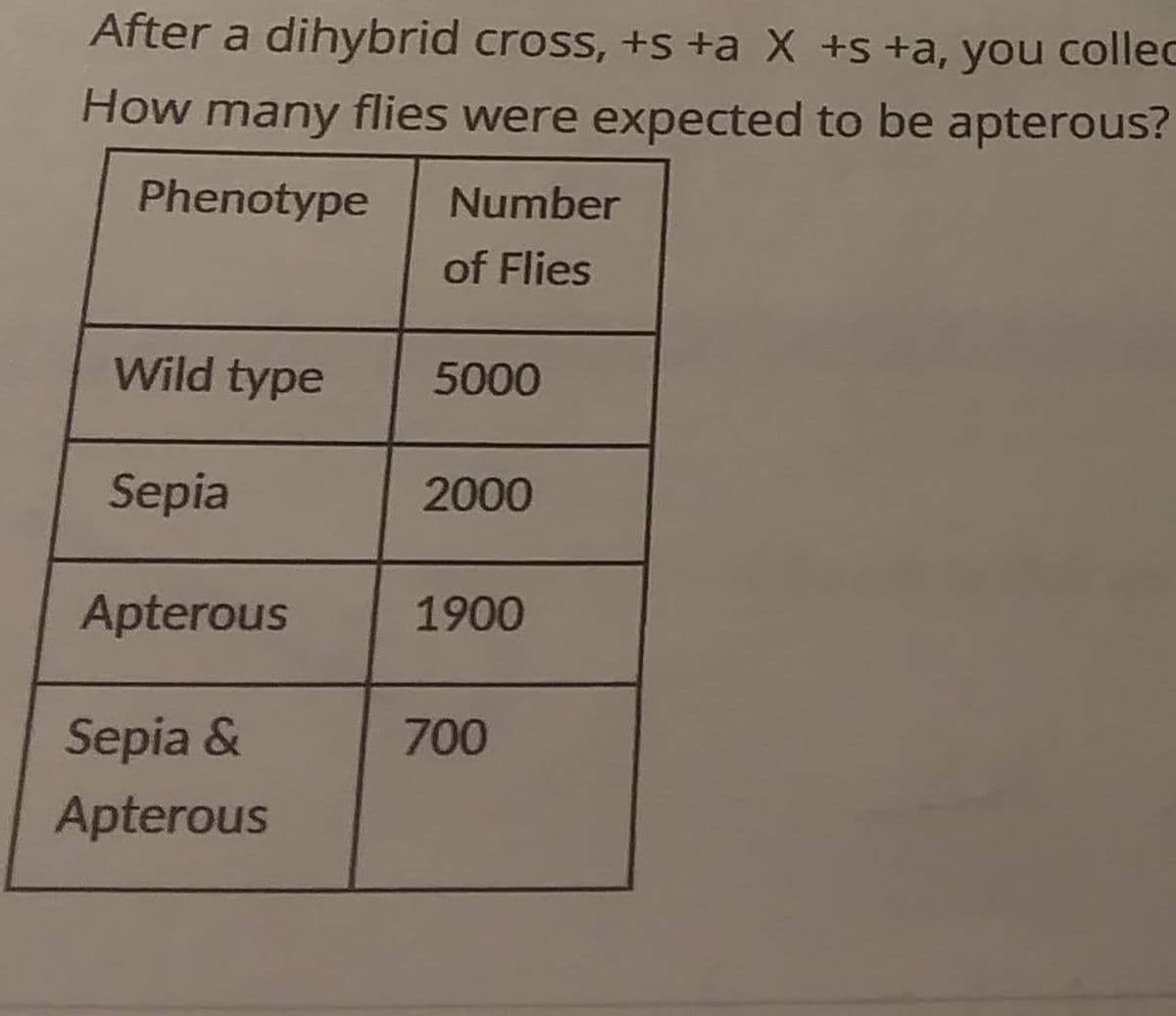 After a dihybrid cross, +s +a X +s +a, you collec
How many flies were expected to be apterous?
Phenotype
Number
of Flies
Wild type
5000
Sepia
2000
Apterous
1900
Sepia &
700
Apterous
