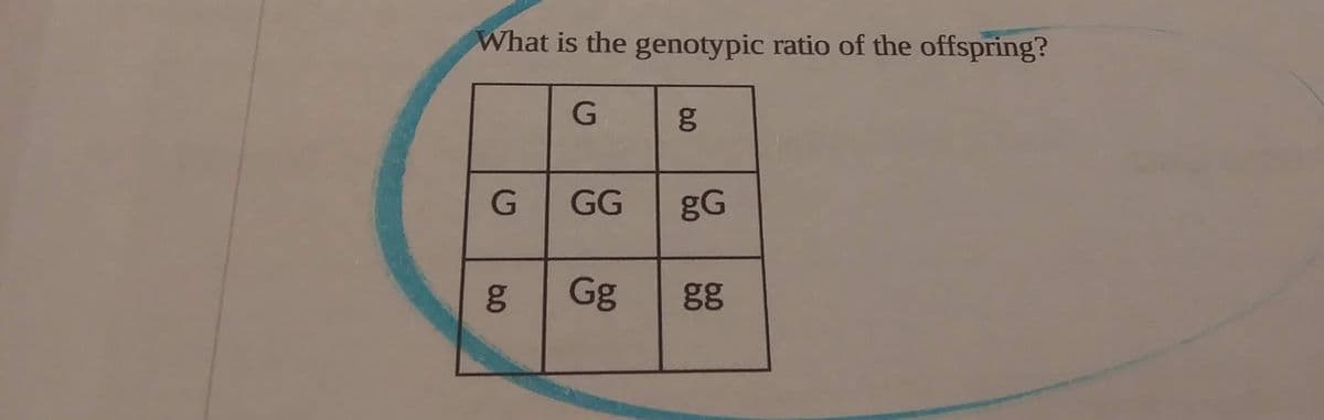 What is the genotypic ratio of the offspring?
G
GG
gG
Gg
gg
