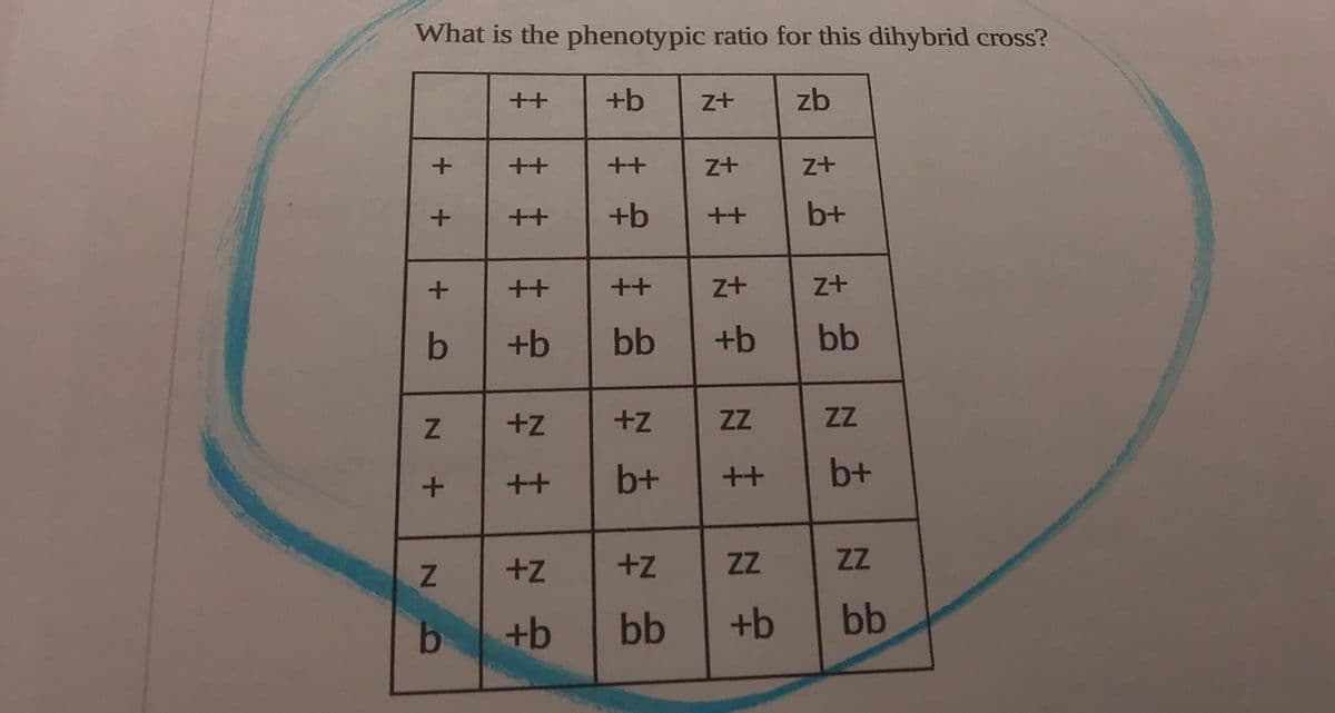 What is the phenotypic ratio for this dihybrid cross?
++
+b
z+
zb
++
++
z+
++
+b
++
b+
++
++
+b
bb
+b
bb
+z
+z
ZZ
ZZ
++
b+
++
b+
+z
+z
ZZ
ZZ
b
+b
bb
+b
bb
