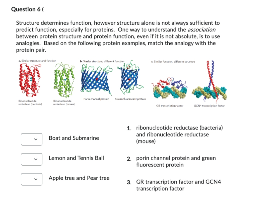 Question 6 (
Structure determines function, however structure alone is not always sufficient to
predict function, especially for proteins. One way to understand the association
between protein structure and protein function, even if it is not absolute, is to use
analogies. Based on the following protein examples, match the analogy with the
protein pair.
a. Similar structure and function
Ribonucleotide
reductase (bacteria)
DOD
Rbonucleotide
reductase (mouse)
b. Similar structure, different function
Porin channel protein. Green fluorescent protein
Boat and Submarine
Lemon and Tennis Ball
Apple tree and Pear tree
c. Similar function, different structure
GR transcription factor
GCN4 transcription factor
1. ribonucleotide reductase (bacteria)
and ribonucleotide reductase
(mouse)
2. porin channel protein and green
fluorescent protein
3. GR transcription factor and GCN4
transcription factor