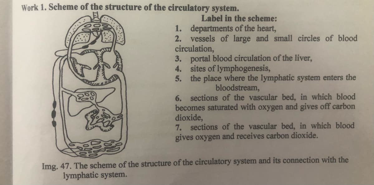 Work 1. Scheme of the structure of the circulatory system.
Label in the scheme:
1. departments of the heart,
2. vessels of large and small circles of blood
circulation,
3. portal blood circulation of the liver,
4. sites of lymphogenesis,
5. the place where the lymphatic system enters the
bloodstream,
6. sections of the vascular bed, in which blood
becomes saturated with oxygen and gives off carbon
dioxide,
7. sections of the vascular bed, in which blood
gives oxygen and receives carbon dioxide.
Img. 47. The scheme of the structure of the circulatory system and its connection with the
lymphatic system.
