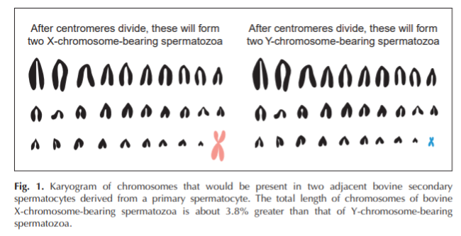 After centromeres divide, these will form
two X-chromosome-bearing spermatozoa
After centromeres divide, these will form
two Y-chromosome-bearing spermatozoa
0000000000000000000
AAAAAA ANADADADA
APAA
Fig. 1. Karyogram of chromosomes that would be present in two adjacent bovine secondary
spermatocytes derived from a primary spermatocyte. The total length of chromosomes of bovine
X-chromosome-bearing spermatozoa is about 3.8% greater than that of Y-chromosome-bearing
spermatozoa.