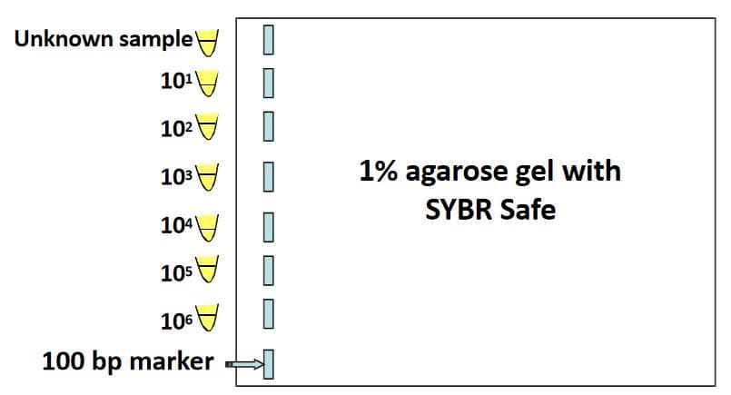 Unknown sample
10¹
10²
10³
104
105
106
100 bp marker
0
I
0
0
1% agarose gel with
SYBR Safe