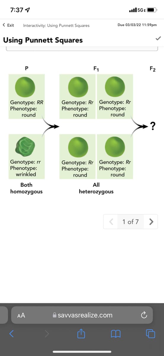 7:37 4
ull5GE
( Exit
Interactivity: Using Punnett Squares
Due 03/03/22 11:59pm
Using Punnett Squares
P
F1
F2
Genotype: RR
Phenotype:
round
Genotype: Rr Genotype: Rr
Phenotype:
round
Phenotype:
round
?
Genotype: rr
Phenotype:
wrinkled
Genotype: Rr Genotype: Rr
Phenotype:
round
Phenotype:
round
Both
All
homozygous
heterozygous
< 1 of 7
AA
A savvasrealize.com
