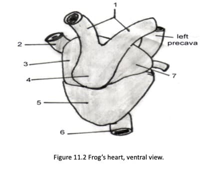 2
3
5
Figure 11.2 Frog's heart, ventral view.
left
precava