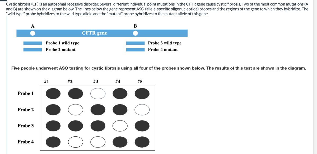 Cystic fibrosis (CF) is an autosomal recessive disorder. Several different individual point mutations in the CFTR gene cause cystic fibrosis. Two of the most common mutations (A
and B) are shown on the diagram below. The lines below the gene represent ASO (allele-specific oligonucleotide) probes and the regions of the gene to which they hybridize. The
"wild type" probe hybridizes to the wild type allele and the "mutant" probe hybridizes to the mutant allele of this gene.
В
CFTR gene
Probe 1 wild type
Probe 3 wild type
Probe 2 mutant
Probe 4 mutant
Five people underwent ASO testing for cystic fibrosis using all four of the probes shown below. The results of this test are shown in the diagram.
#1
#2
#3
# 4
#5
Probe 1
Probe 2
Probe 3
Probe 4
