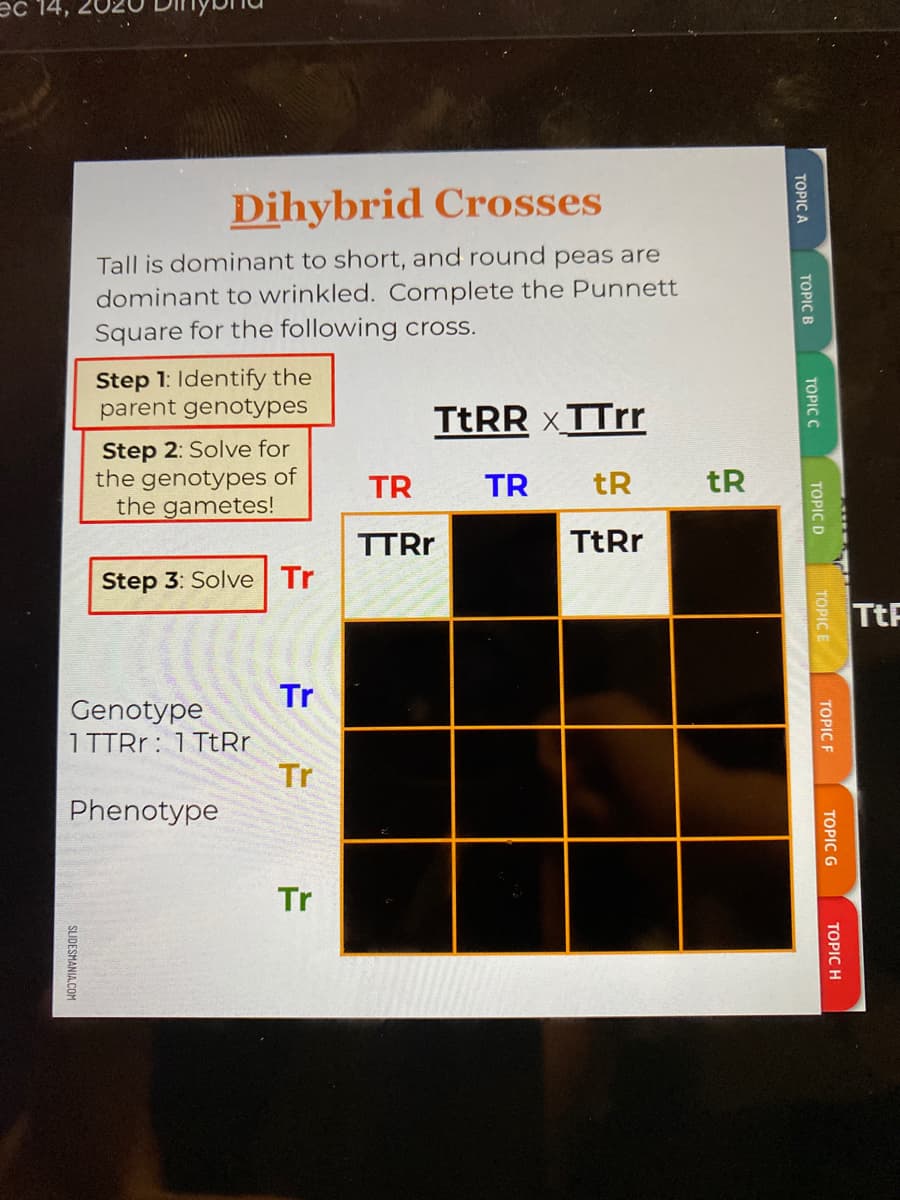 Эс 14
Dihybrid Crosses
Tall is dominant to short, and round peas are
dominant to wrinkled. Complete the Punnett
Square for the following cross.
Step 1: Identify the
parent genotypes
TTRR xTTrr
Step 2: Solve for
the genotypes of
the gametes!
TR
TR
tR
tR
TTRR
TtRr
Step 3: Solve Tr
TtF
Tr
Genotype
1TTRR: 1 TtRr
Tr
Phenotype
Tr
TOPIC A
TOPIC B
TOPIC C
ТОРIC D
TOPIC E
TOPIC F
TOPIC G
ТOPIC H
SLIDESMANIA.COM

