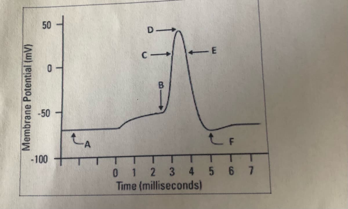 D
-50
LA
-100
2 3 4 5 6 7
0.
Time (milliseconds)
1.
E.
B.
50
Membrane Potential (mV)
