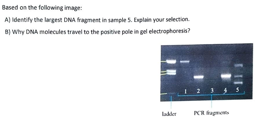Based on the following image:
A) Identify the largest DNA fragment in sample 5. Explain your selection.
B) Why DNA molecules travel to the positive pole in gel electrophoresis?
1 2 3 4 5
ladder
PCR Iragments
