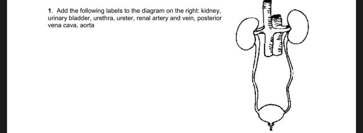 1. Add the following labels to the diagram on the right: kidney,
urinary bladder, urethra, ureter, renal artery and vein, posterior
vena cava, aorta
