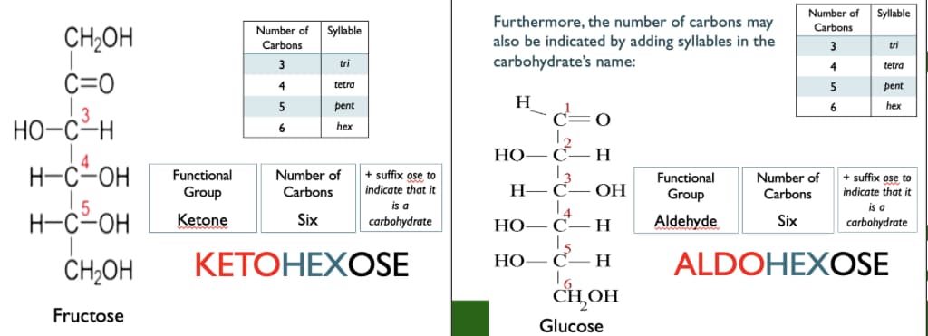 Number of
Syllable
Furthermore, the number of carbons may
also be indicated by adding syllables in the
carbohydrate's name:
Syllable
Carbons
CH,OH
Number of
Carbons
3
tri
3
tri
4
tetra
C=0
tetra
5
pent
5
pent
H.
6.
hex
НО-С-н
6
hex
НО— С-
H
H-c-OH
15
H-C-OH
+ suffix ose to
indicate that it
Functional
Number of
+ suffix ose to
Н— С
14
Functional
Group
Number of
Carbons
Group
Carbons
ОН
indicate that it
is a
Ketone
is a
carbohydrate
Six
carbohydrate
НО
C
H
Aldehyde
Six
КЕТОНЕХOSE
ALDOHEXOSE
НО
H
CH2OH
CIĻOH
Fructose
Glucose
