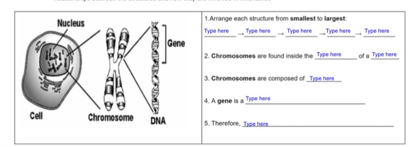 1.Arrange each structure from smallest to largest:
Type here
Nucleus
Type here
Type here
Type here
Type here
Gene
2. Chromosomes are found inside the _Type here
of a Type here
3. Chromosomes are composed of _Type here
4. A gene is a Type here
Cll
Chromosome
DNA
5. Therefore, Type here
