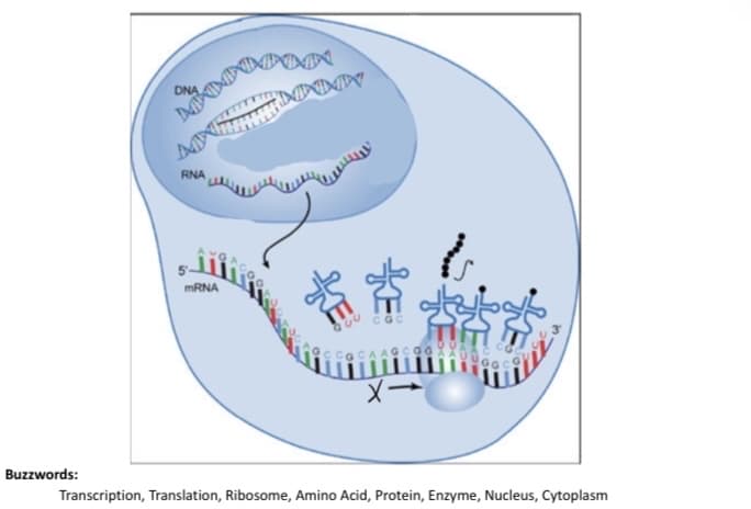 DNA
DM
RNA
MRNA
CGC
Buzzwords:
Transcription, Translation, Ribosome, Amino Acid, Protein, Enzyme, Nucleus, Cytoplasm
KE
