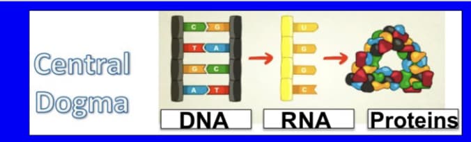 Central
Dogma
DNA
RNA
Proteins
