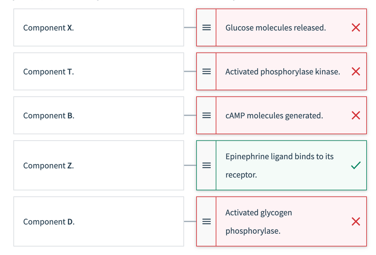 Component X.
Glucose molecules released.
Component T.
Activated phosphorylase kinase. X
Component B.
CAMP molecules generated.
Epinephrine ligand binds to its
Component Z.
receptor.
Activated glycogen
Component D.
phosphorylase.
II
II
II
