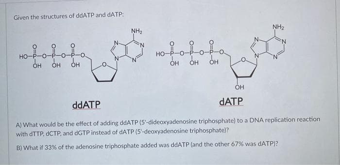 Given the structures of ddATP and dATP:
NH2
NH2
Ho-fofofa
N.
но
OH
ÓH
OH
ÓH
OH
ddATP
DATP
A) What would be the effect of adding ddATP (5'-dideoxyadenosine triphosphate) to a DNA replication reaction
with DTTP, DCTP, and dGTP instead of DATP (5'-deoxyadenosine triphosphate)?
B) What if 33% of the adenosine triphosphate added was ddATP (and the other 67% was DATP)?
