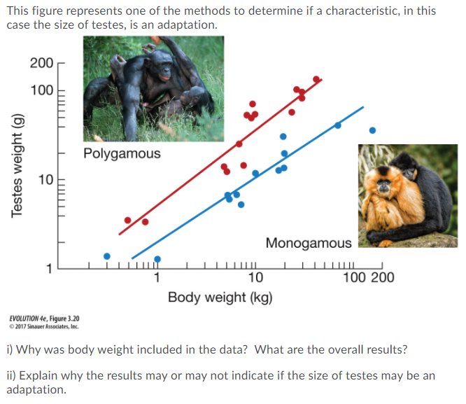 This figure represents one of the methods to determine if a characteristic, in this
case the size of testes, is an adaptation.
200
100
Polygamous
10
Monogamous
1
1
10
100 200
Body weight (kg)
EVOLUTION 4e, Figure 3.20
O 2017 Sinauer Associates, Inc.
i) Why was body weight included in the data? What are the overall results?
ii) Explain why the results may or may not indicate if the size of testes may be an
adaptation.
Testes weight (g)

