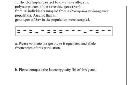 1. The electrophoresis gel below shows allozyme
polymorphisms of the sevenless gene (Sev)
from 16 individuals sampled from a Drosophila melanogaster
population. Assume that all
genotypes of Sev in the population were sampled.
a. Please estimate the genotype frequencies and allele
frequencies of this population.
b. Please compute the heterozygosity (h) of this gene.
%3D
