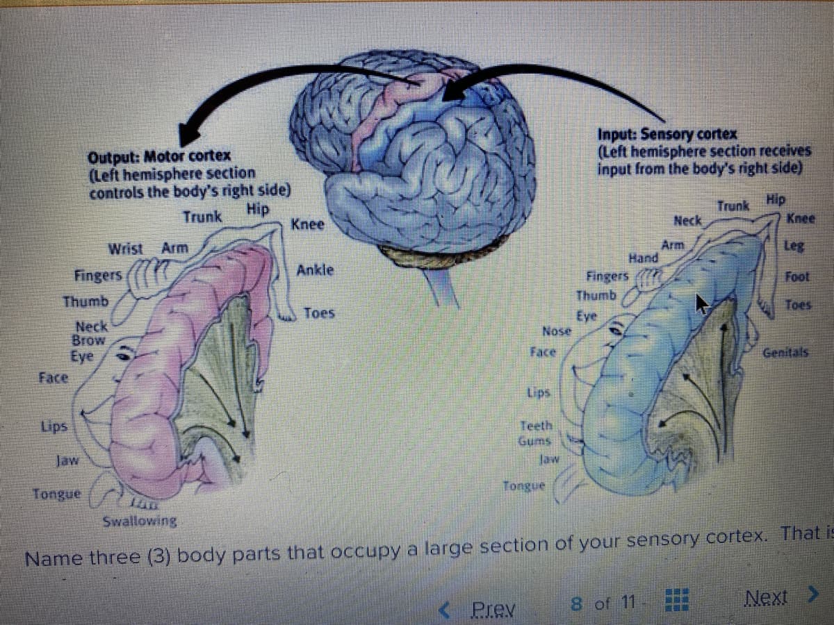 Input: Sensory cortex
(Left hemisphere section receives
Input from the body's right side)
Output: Motor cortex
(Left hemisphere section
controls the body's right side)
Hip
Trunk
Neck
Hip
Kne
Trunk
Knee
Leg
Arm
Hand
Fingers
Wrist Arm
Ankle
Fingers
Foot
Thumb
Thumb
Toes
Toes
Eye
Nose
Neck
Brow
Eye
Face
Face
Genitals
Ups,
Teeth
Gums
Jaw
Uips
Jaw
Tongue
Tongue
Swallowing
Name three (3) body parts that occupy a large section of your sensory cortex. That is
8 of 11
Next >
< Prev
