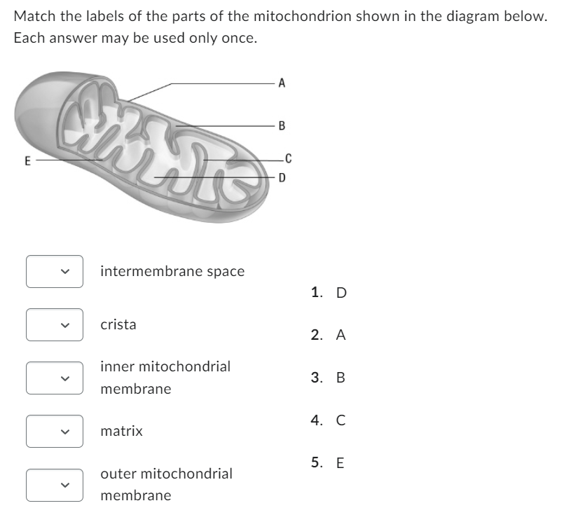 Match the labels of the parts of the mitochondrion shown in the diagram below.
Each answer may be used only once.
E
Chris
lit
intermembrane space
crista
inner mitochondrial
membrane
matrix
outer mitochondrial
membrane
A
B
C
D
1. D
2. A
3. B
4. C
5. E
