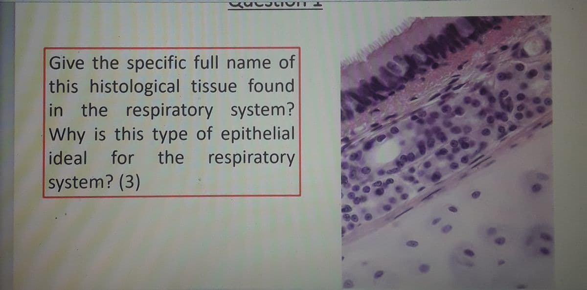Give the specific full name of
this histological tissue found
in the respiratory system?
Why is this type of epithelial
respiratory
ideal for the
system? (3)
