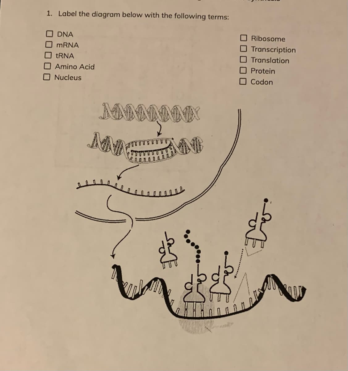 1. Label the diagram below with the following terms:
DNA
O Ribosome
MRNA
O Transcription
TRNA
Translation
O Amino Acid
Protein
Nucleus
O Codon
